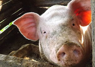 巴南猪饲料生产厂家的控制措施